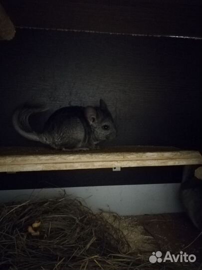 Шиншилла стандарт