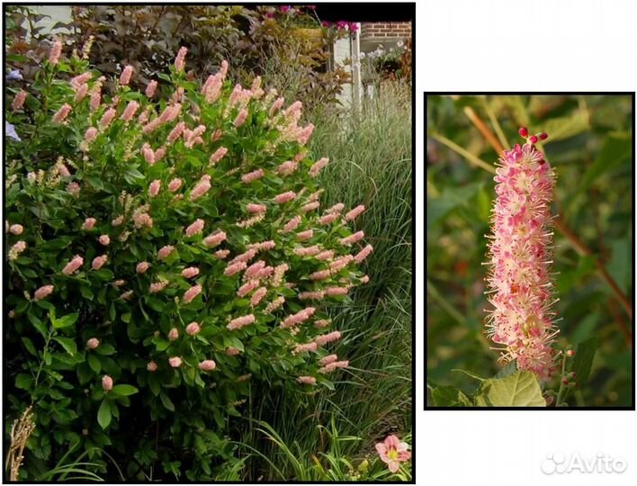 Клетры ольхолистной Руби Спайс