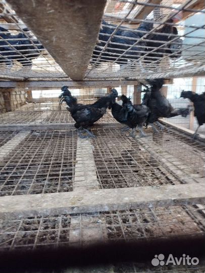 Чёрные Петухи и Куры Аям, Ухейлюй, Чернокожие