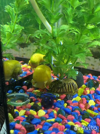 Аквариумные рыбы
