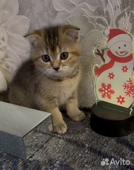 Шотландские котята