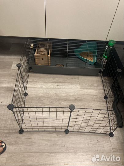 Карликовый кролик