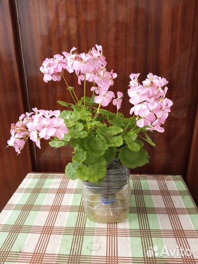 Цветущая герань (пеларгония) зональная