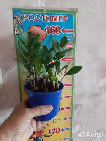 Замиокулькас