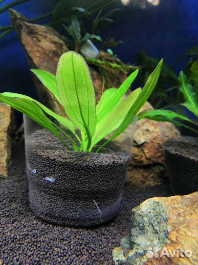 Детки эхинодоруса, буцефаландры