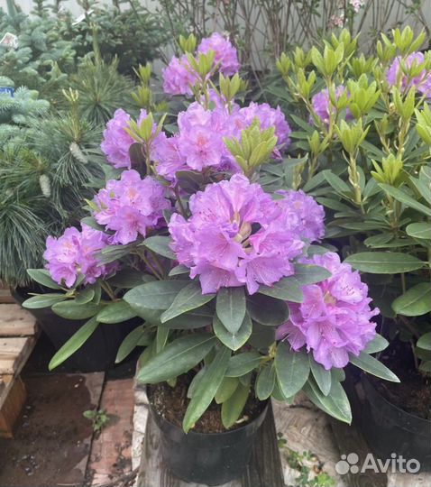 Рододендрон