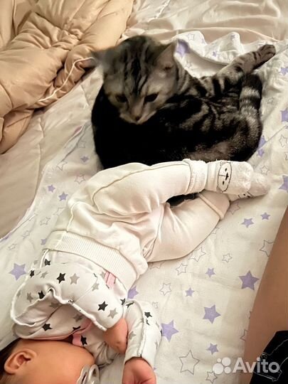 Котик ищет дом
