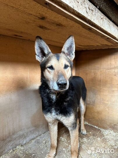 Прекрасная собачка в поиске любящей семьи