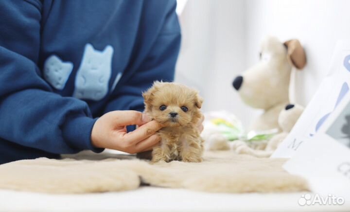 Мальтипу Luxury mini