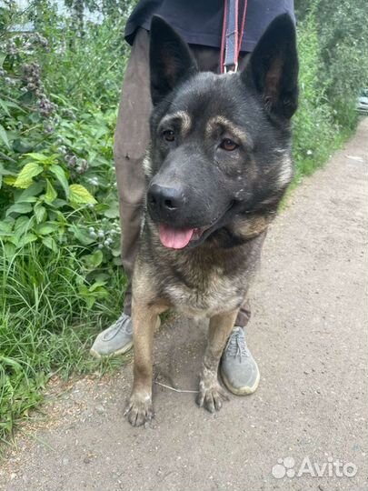 Собака в дар