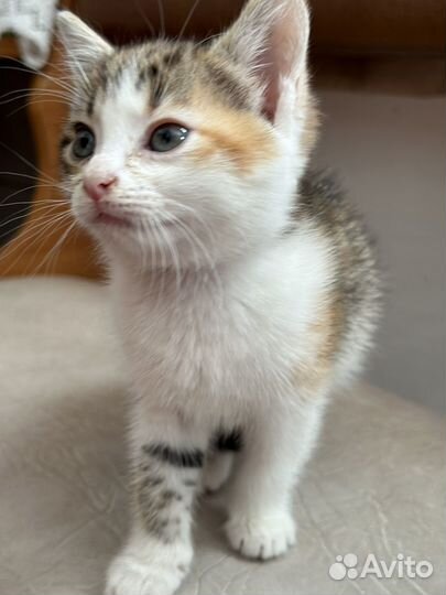 Кошка и кот