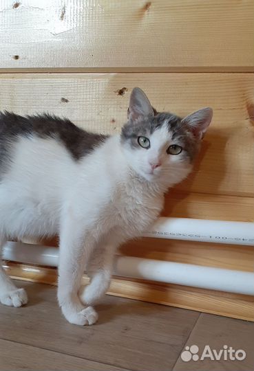 Котенок девочка