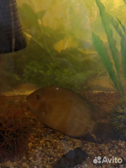 Цихлазома северум