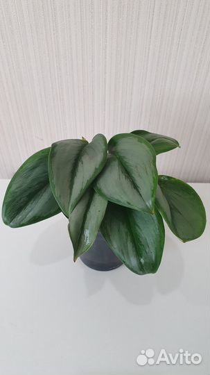 Сциндапсус (Эпипремнум)