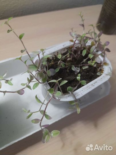 Цветочки молодые