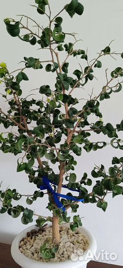 Фикус Барокко