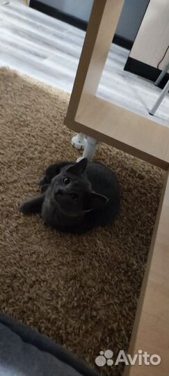Кошечка принцесса