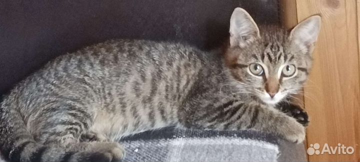Котенок в добрые руки