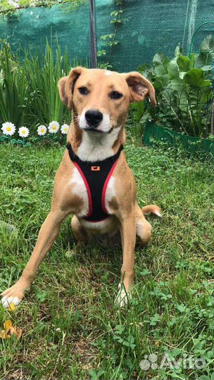 Собачка в добрые руки бесплатно