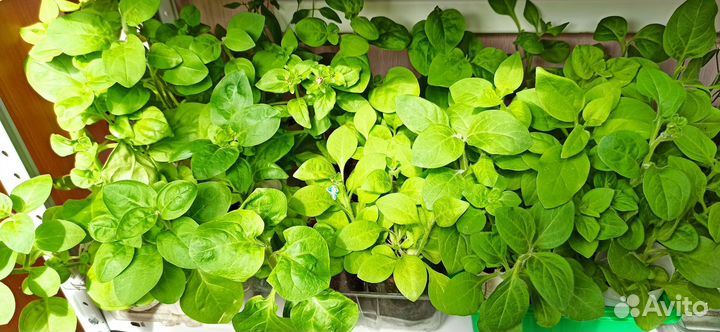 Петуния ампельная