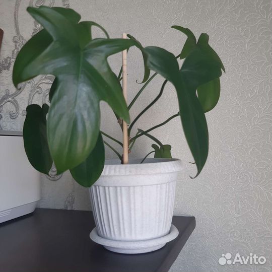 Филодендрон