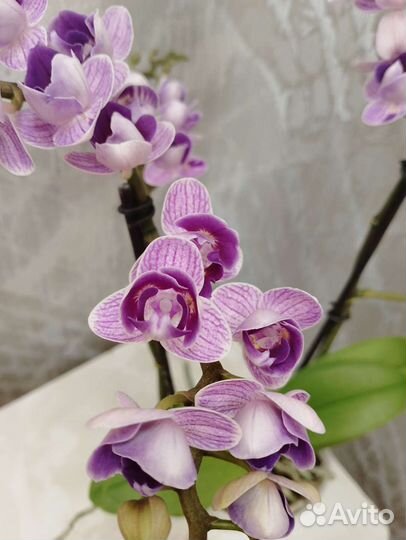 Орхидея Вайолет Квин Пелорик начала отцветать