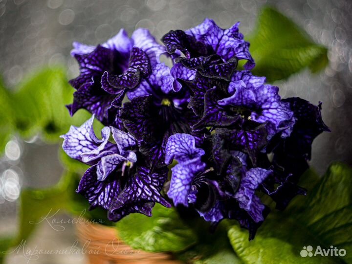 Стрептокарпус детки