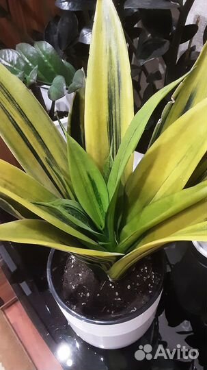Сансевиерия Голден Флейм