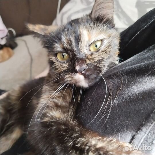 Кошечка Чума