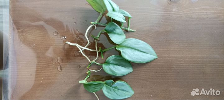 Сциндапсус Сингониум