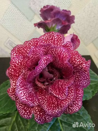 Глоксинии.листы на срез и укорененные