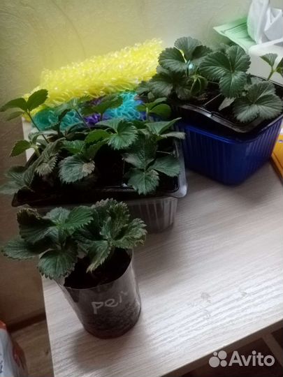 Клубника ремонтантная рассада