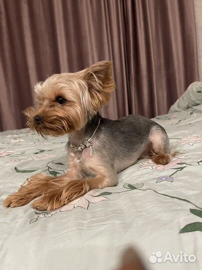 Йоркширский терьер мини вязка