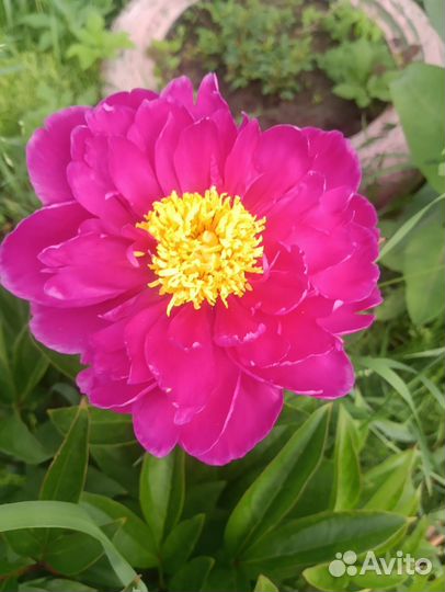 Пионы саженцы