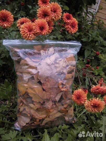 Яблоневый опад