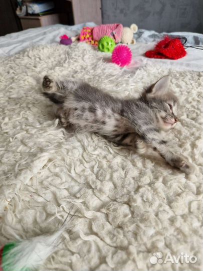 Серый котенок девочка