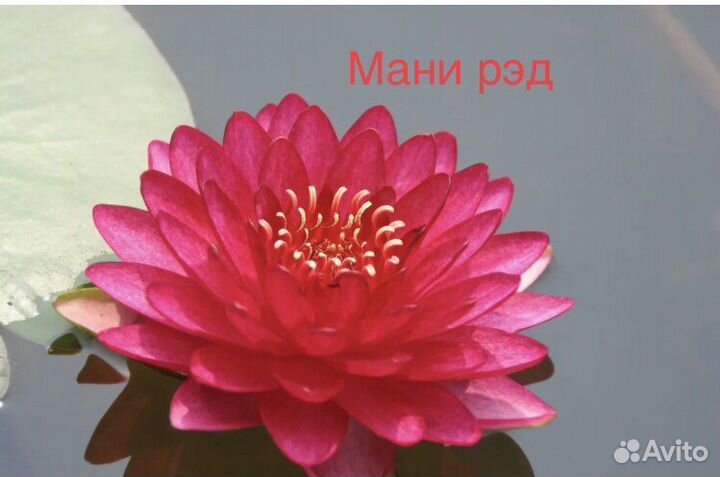Нимфеи для пруда