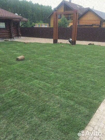 Продажа рулонного газона эконом