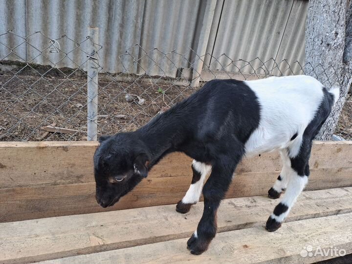 Коза ламанча