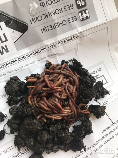 Калифорнийский червь - рыбалка и гумус