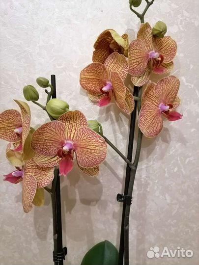 Орхидея фаленопсис Цветущая Колейдоскоп