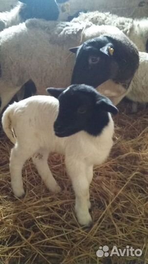 Дорпер, овцы Черноголовые и белые,ягнята
