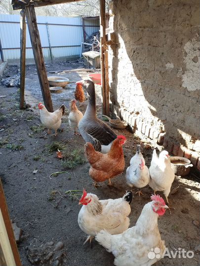 Продам гуся