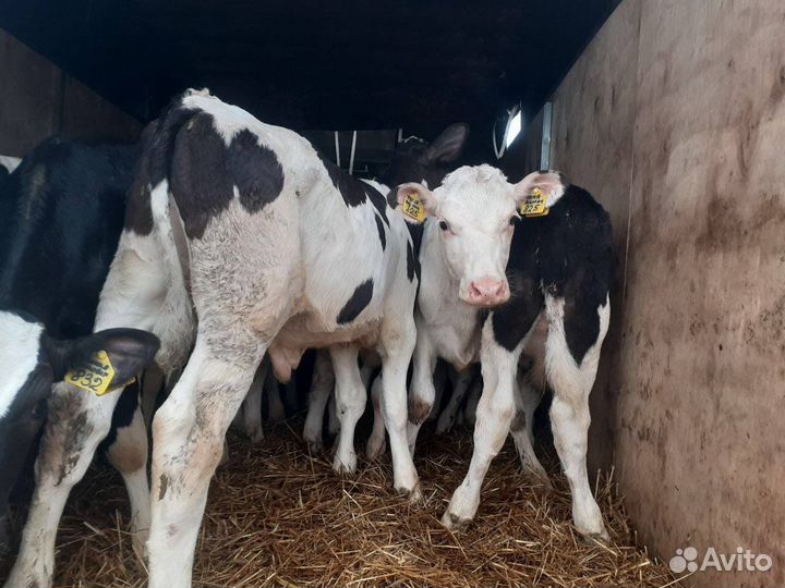 Телята бычки