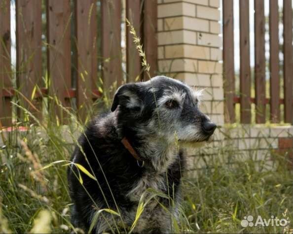 Собака из приюта