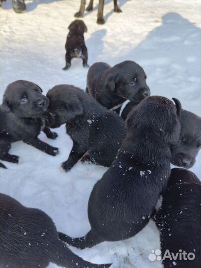 Щенки лабрадора