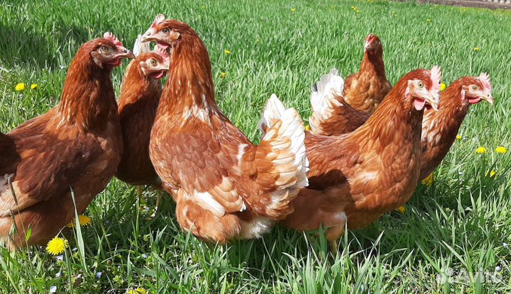 Куры молодые несушки