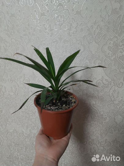 Комнатные цветы драцена