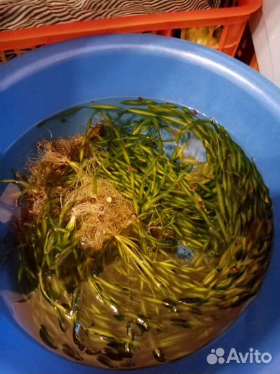 Валлиснерия спиралевидая