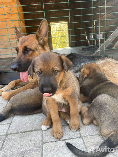 Отдам щенков в добрые руки, метисы немки овчарки